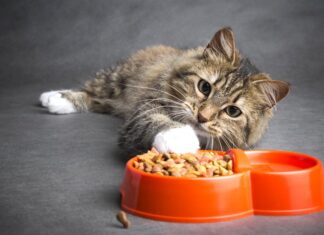 Как узнать, хорошего ли качества корм для кошек? Как узнать, хорошего качества корм для кошек?