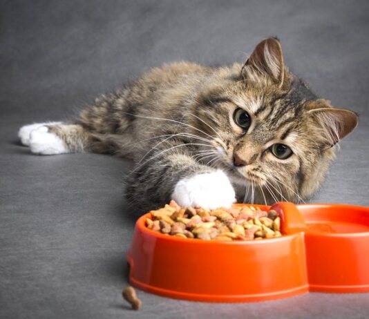 Как узнать, хорошего ли качества корм для кошек? Как узнать, хорошего качества корм для кошек?