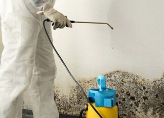 Где заказать уничтожение плесени: услуги, особенности, опасность размножения плесени и преимущества Где заказать уничтожение плесени: услуги, особенности, опасность размножения плесени и преимущества