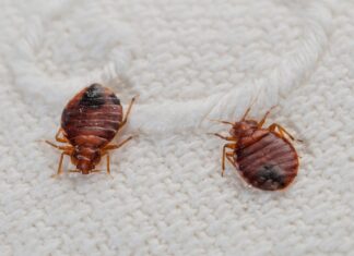 Причины появление постельных клопов Причины появление постельных клопов