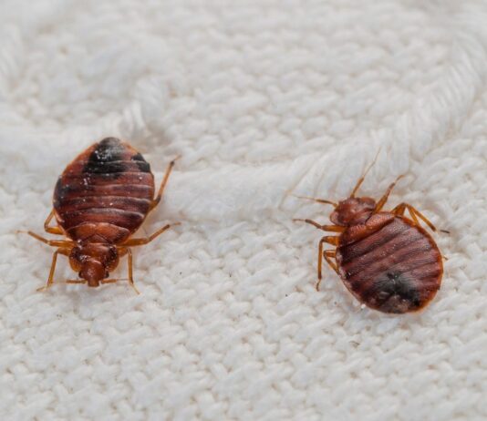 Причины появление постельных клопов Причины появление постельных клопов