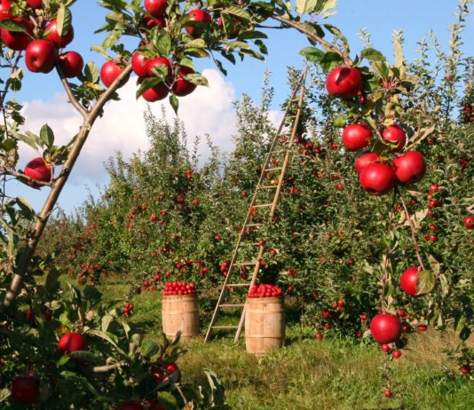 Деревья и кустарники для дачи — зачем их сажать, и какие породы выбрать? Деревья и кустарники для дачи - зачем их сажать, и какие породы выбрать?