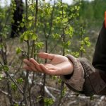 Рекультивация нарушенных земель: опыт и перспективы для устойчивого развития территорий