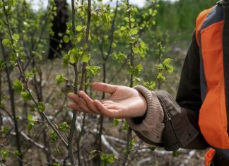 Рекультивация нарушенных земель: опыт и перспективы для устойчивого развития территорий