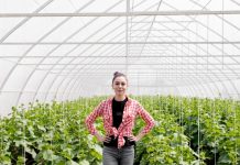 Как выбрать парник для дачи: полезные советы для начинающих и опытных огородников