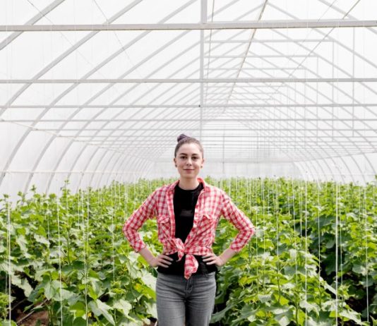 Как выбрать парник для дачи: полезные советы для начинающих и опытных огородников