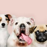 Онлайн платформа для поиска и подбора питомцев: как «Кинпет» меняет подход к выбору друга