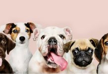 Онлайн платформа для поиска и подбора питомцев: как «Кинпет» меняет подход к выбору друга