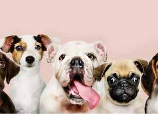 Онлайн платформа для поиска и подбора питомцев: как «Кинпет» меняет подход к выбору друга