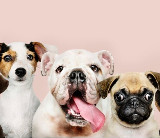 Онлайн платформа для поиска и подбора питомцев: как «Кинпет» меняет подход к выбору друга