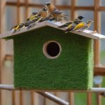 Уютный уголок для птичьего молодняка: как создать идеальный домик
