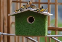 Уютный уголок для птичьего молодняка: как создать идеальный домик