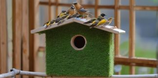 Уютный уголок для птичьего молодняка: как создать идеальный домик