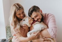 Домашние животные и безопасность: какие правила стоит знать владельцам