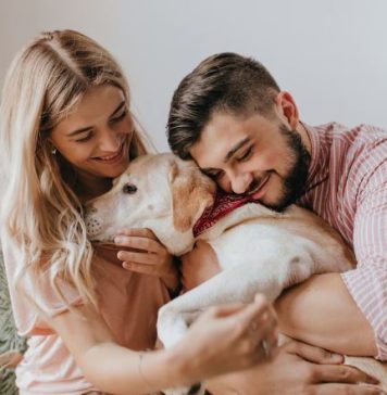 Домашние животные и безопасность: какие правила стоит знать владельцам