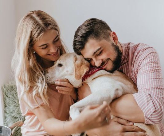 Домашние животные и безопасность: какие правила стоит знать владельцам